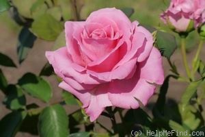 'Princess Margaret of England' rose photo