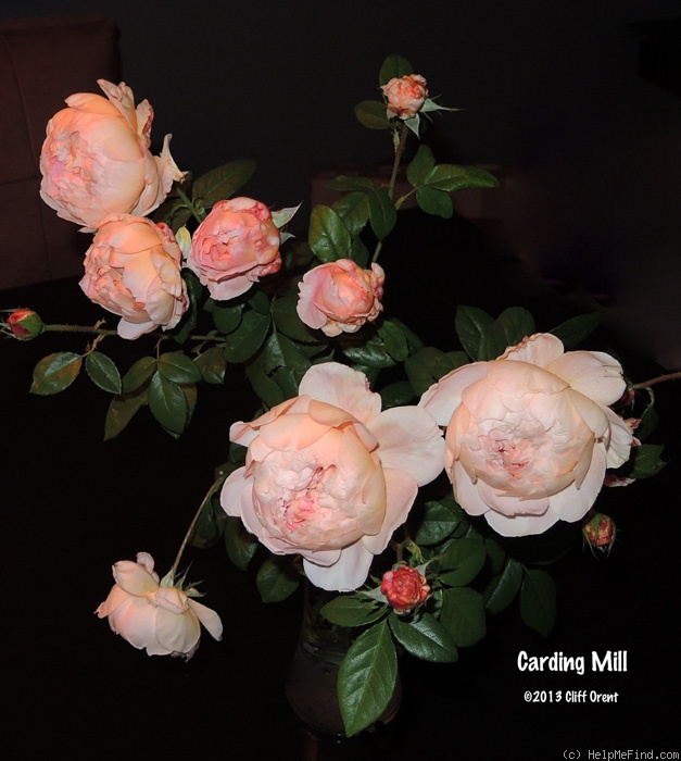 'Carding Mill ™' rose, click to enlarge 'Carding Mill ™' rose photo