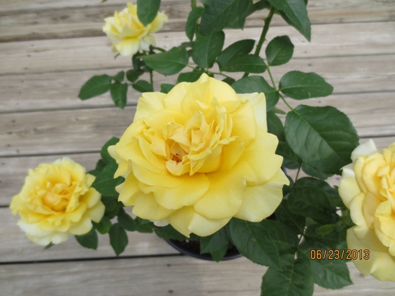 'Happy Go Lucky (grandiflora, Bedard 2012)' rose photo