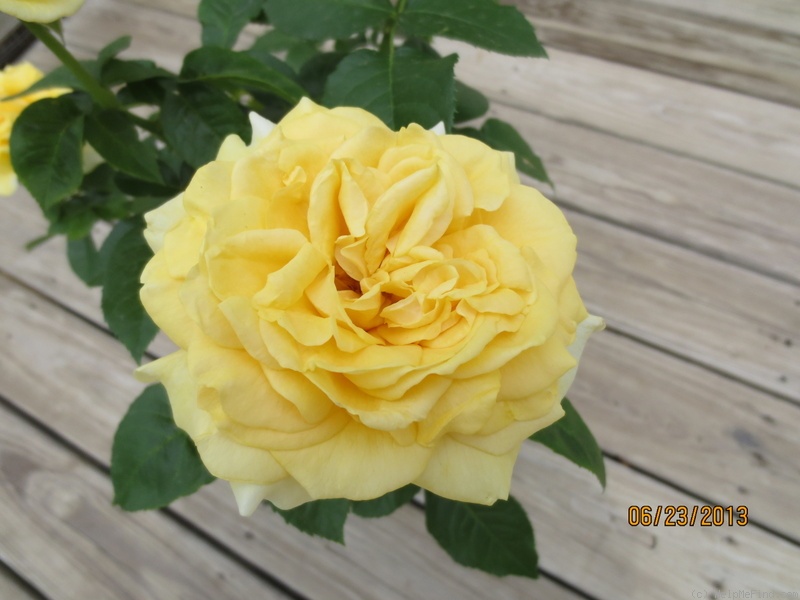 'Happy Go Lucky (grandiflora, Bedard 2012)' rose photo