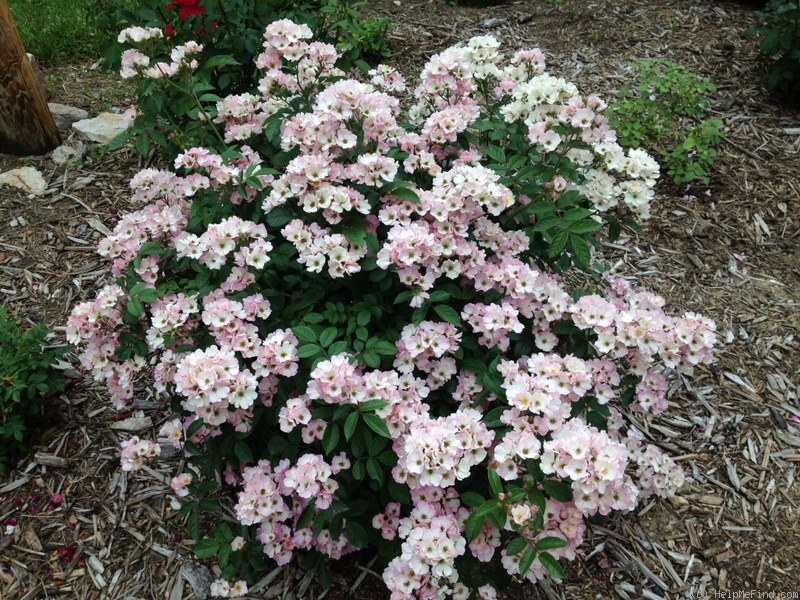 'Lena (shrub, Zuzek, 2007)' rose photo