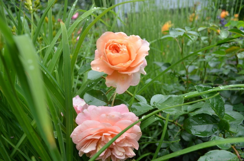 'Floral Fairy Tale' rose photo