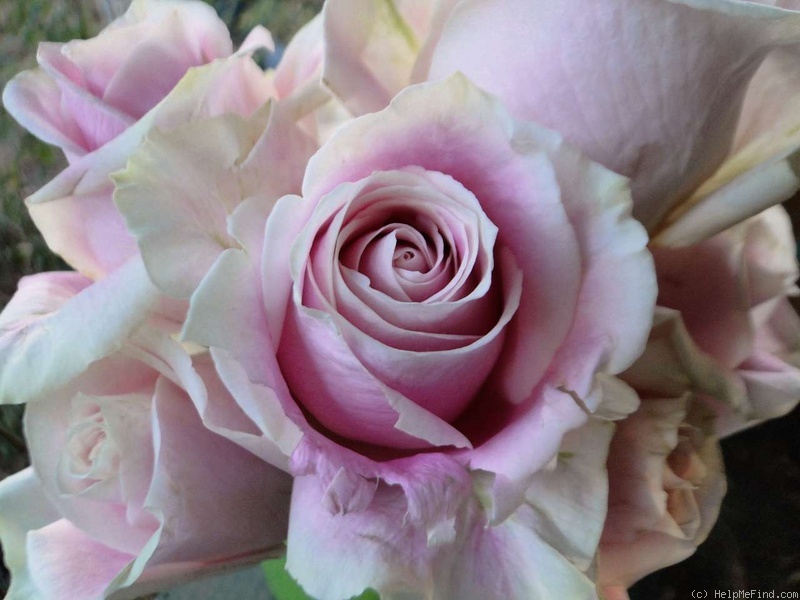 'Rosita Vendela ®' rose photo