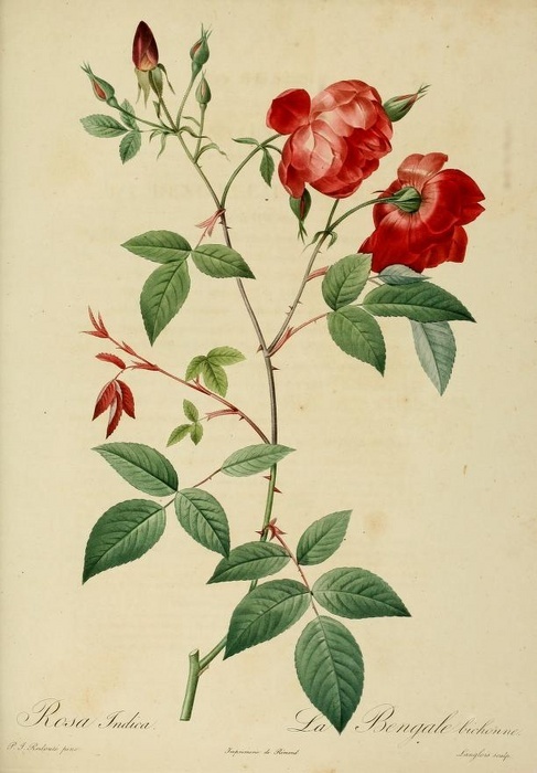 'R. indica pannosa' rose photo