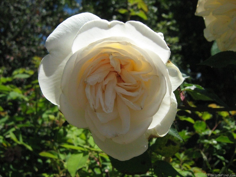 'Devoniensis (Tea, Foster, 1838)' rose photo