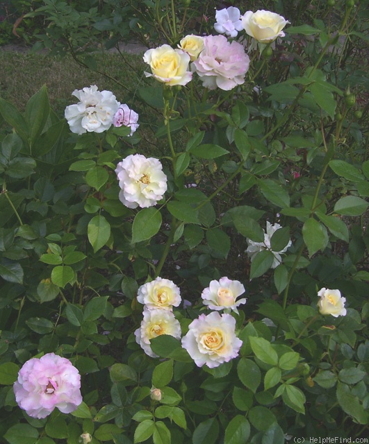 'Easter Basket' rose photo