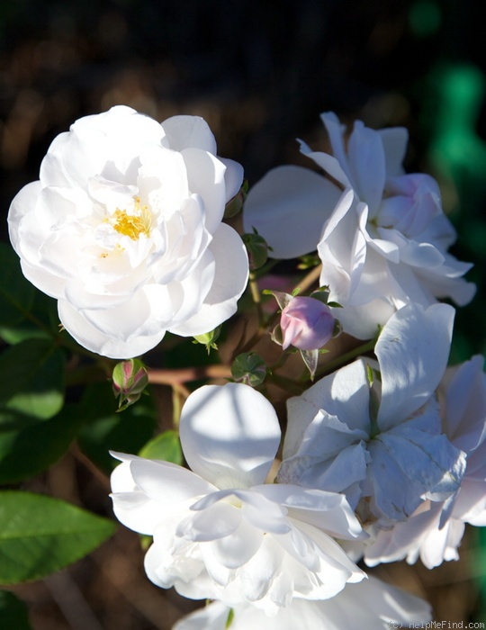 'Xochimilco' rose photo