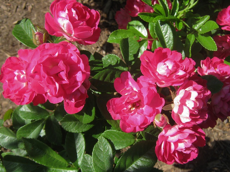 'Esmeralda (floribunda, Riethmuller, 1957)' rose photo
