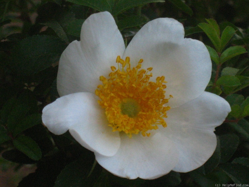 'R. clinophylla' rose photo
