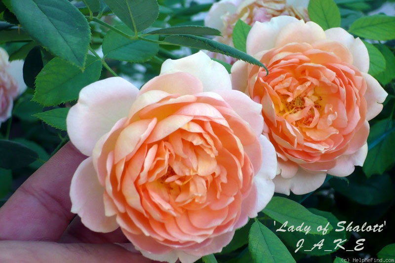 'Lady of Shalott ®' rose photo