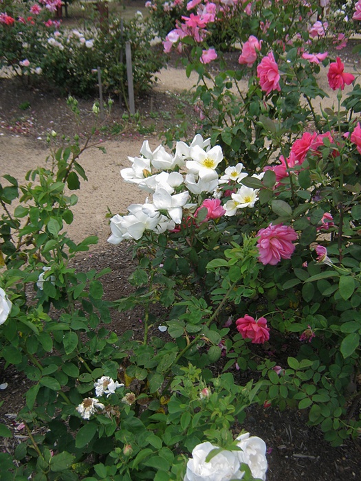 'Nieuwesteeg Heritage Rose Garden'  photo