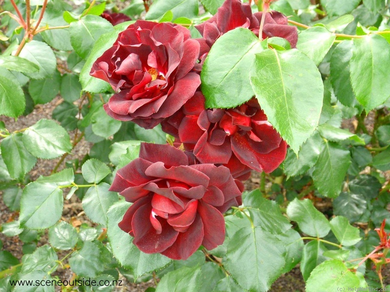 'Dark Moments (Shrub, Simpson, 1991)' rose photo