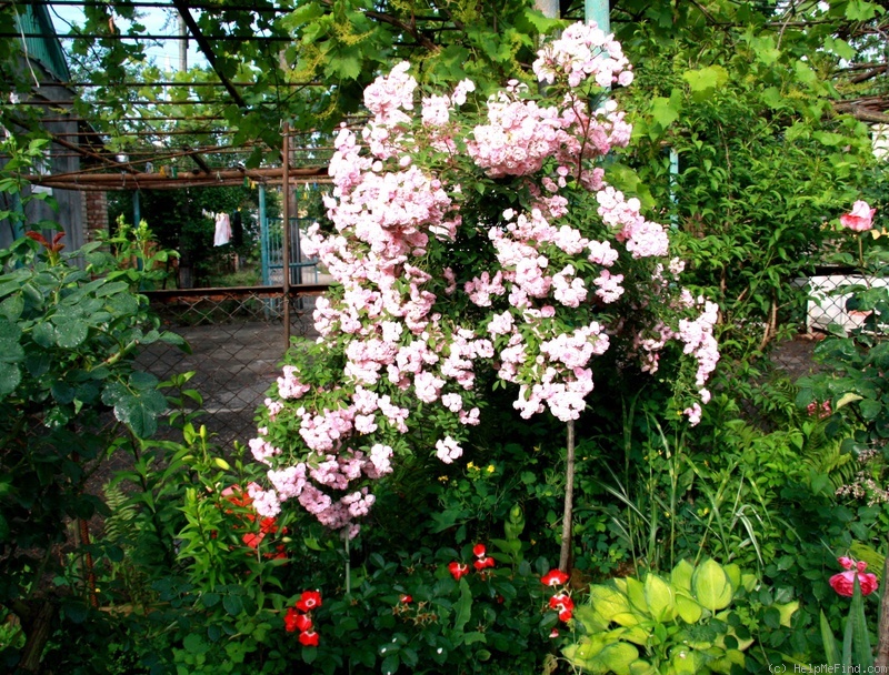 'Heavenly Pink ® (Hybrid Musk, Lens, 1997)' rose photo