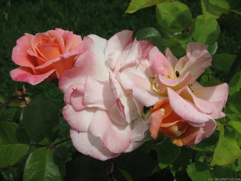 'Melbourne Town' rose photo