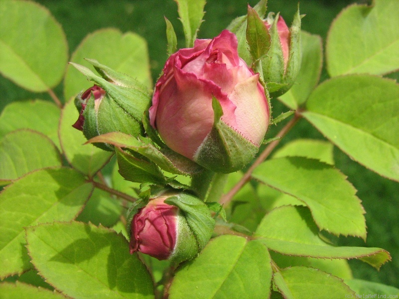 'Melbourne Town' rose photo