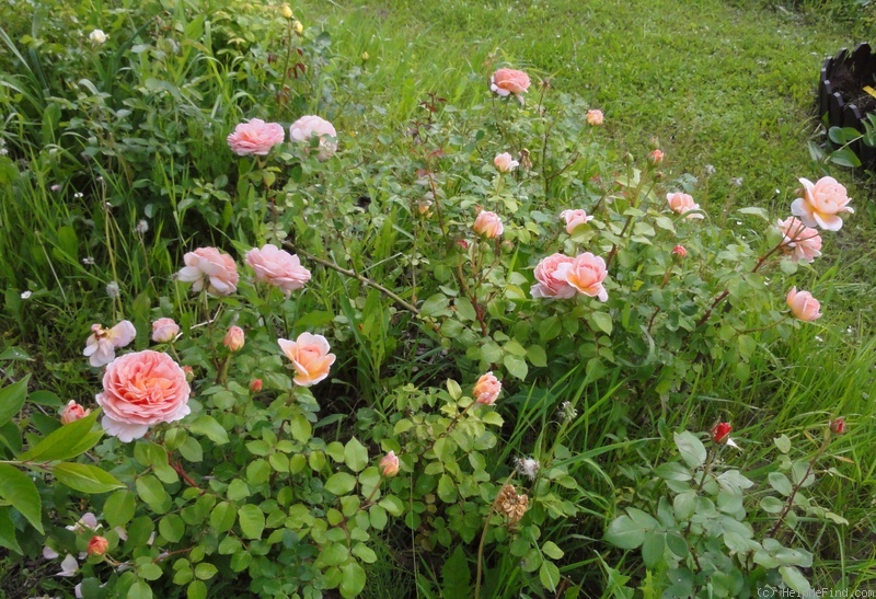 'Abraham Darby' rose, click to enlarge 'Abraham Darby' rose photo