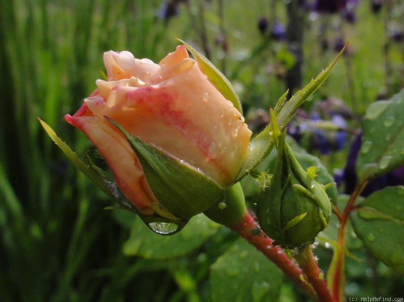 'Crocus Rose' rose photo