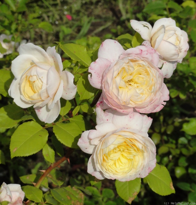 'Crocus Rose' rose photo