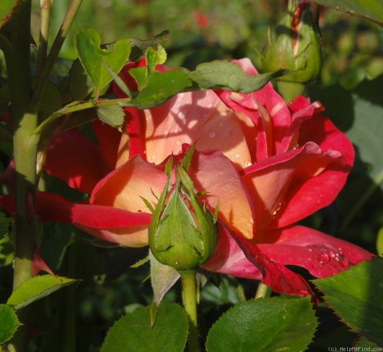 'Decor Arlequin' rose, click to enlarge 'Decor Arlequin' rose photo