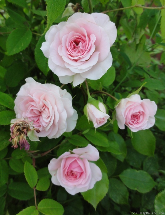 'Larissa ® (floribunda, Kordes, 1998)' rose photo