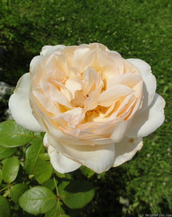 'Sebastian Kneipp ™' rose photo