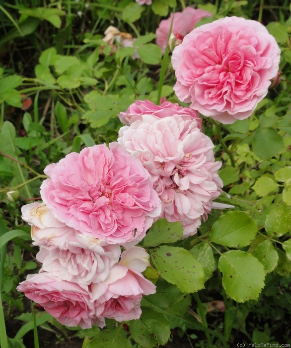 'Uetersens Rosenprinzessin' rose photo