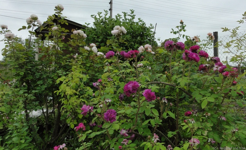 'William Lobb (Moss, Laffay 1855)' rose, click to enlarge 'William Lobb (Moss, Laffay 1855)' rose photo