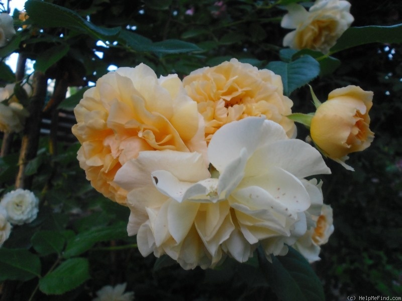 'Buff Beauty (Hybrid Musk, Bentall, 1939)' rose, click to enlarge 'Buff Beauty (Hybrid Musk, Bentall, 1939)' rose photo
