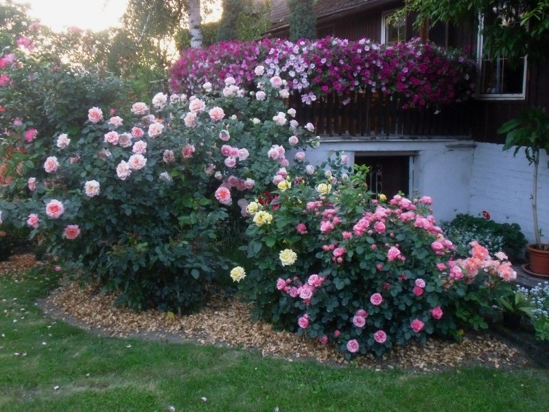 'Mirek - My Rose Garden'  photo