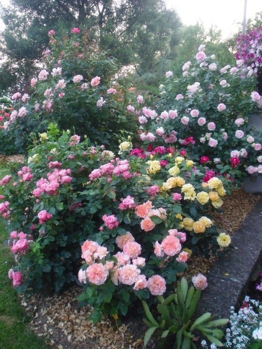 'Mirek - My Rose Garden'  photo