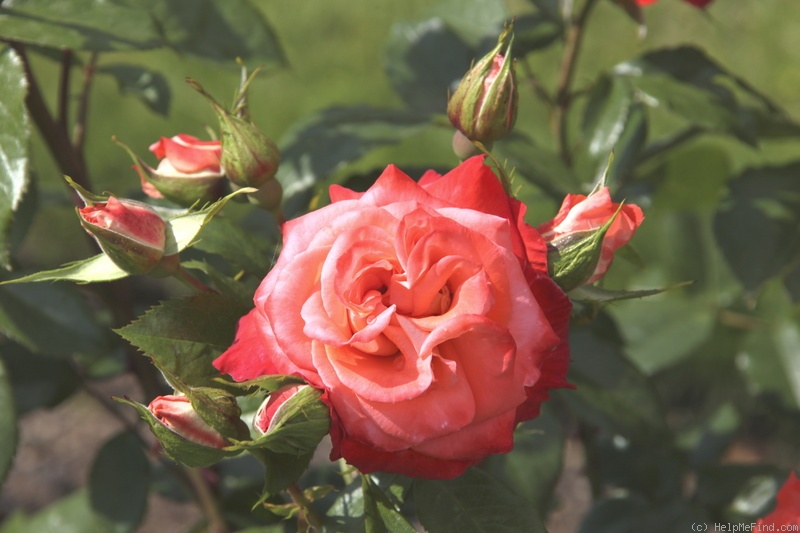 'Taupo ®' rose photo