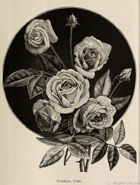 'Ye Primrose Dame' rose photo