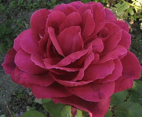 'Madame de Carbuccia' rose photo