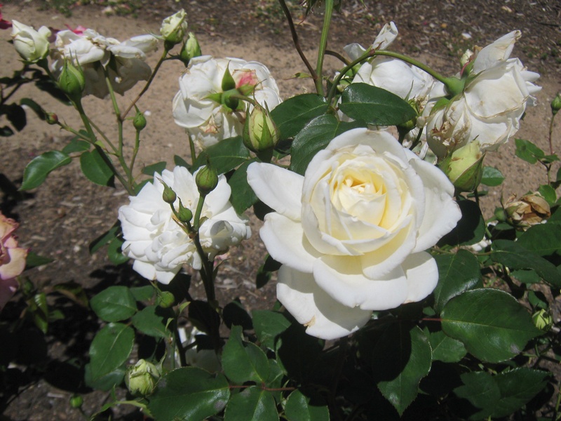 'Kaiserin Auguste Viktoria' rose photo