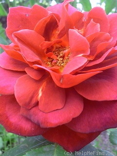 'Hot Chocolate (floribunda, Carruth 2001)' rose photo