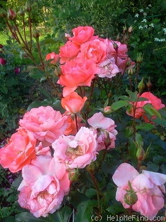 'Jardins de France ®' rose photo