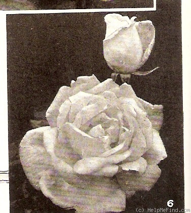 'Lord Lambourne' rose photo