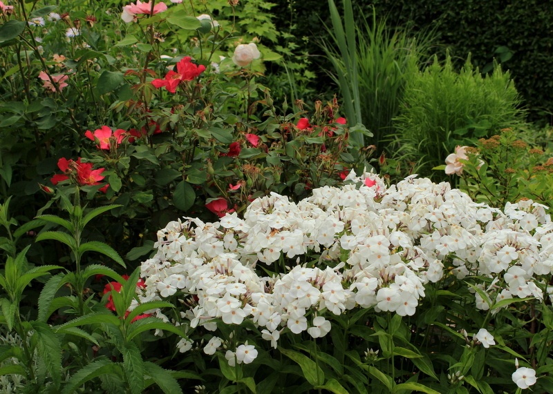 'Koala's garden. Lithuania.'  photo