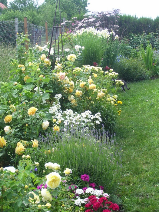 'MMV garden'  photo