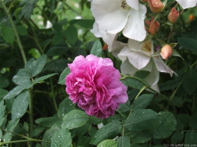'Fleur de Pelletier' rose photo