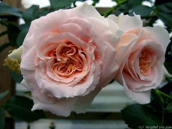 'Morgengruss' rose photo