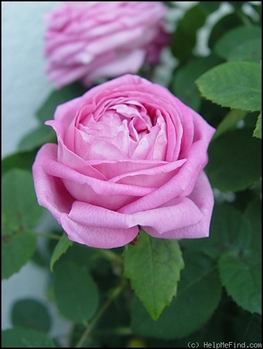 'Comtesse Cécile de Chabrillant' rose photo