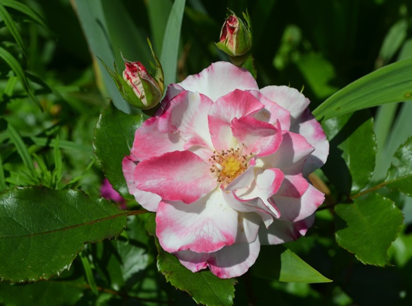 'Abigaile ®' rose photo