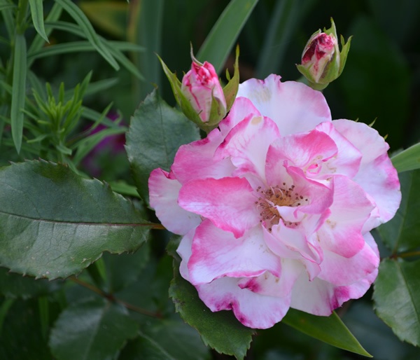 'Abigaile ®' rose photo