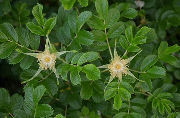'Frau Dagmar Hastrup' rose photo