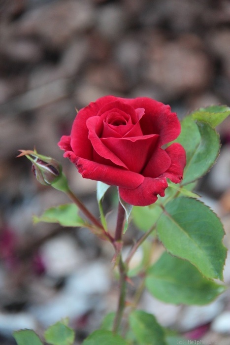 'Aribau' rose photo