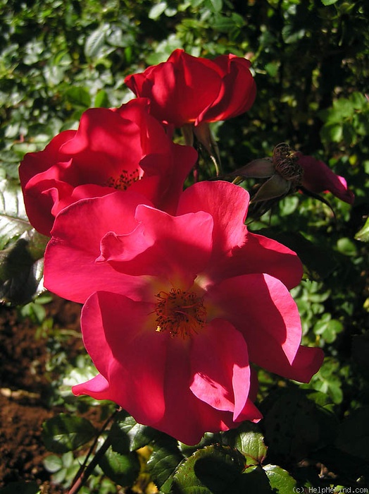 '2010-OPW' rose photo