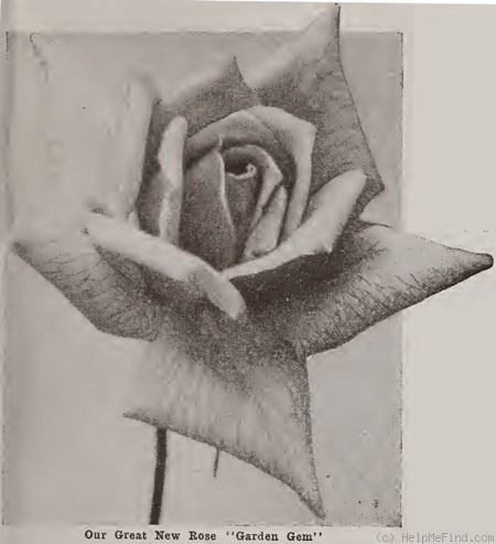 'Garden Gem' rose photo