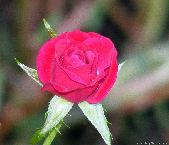 'Wild Plum ™' rose photo