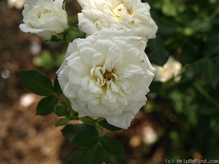 'Bianco' rose photo